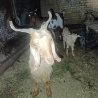 دو بز و یه بیگ|حیوانات مزرعه|گتوند, |دیوار