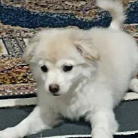 توله سه ماهه فوق‌العاده خوشگل و بازیگوش|سگ|قم, صفائیه|دیوار