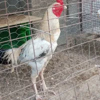 خروس لاری سالم سرحال