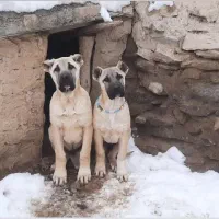 معاوضه گوسفند لاغر با سگ
