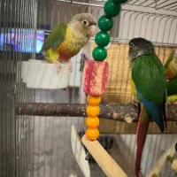 فروش جوجه گرینچیک|پرنده|شاهرود, |دیوار