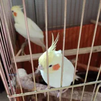 عروس هلندی طوطی برزیلی