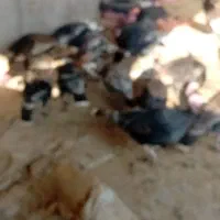 تعدادی بقلمون بیوتی نر و ماده موجود است