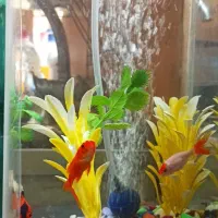 آکواریوم پمپ ماهی هواساز سنگ و گل اکواریم