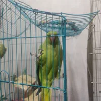 طوطی. عروس هلندی