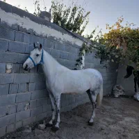 مادیان کرد|اسب و تجهیزات اسبسواری|ابریشم, |دیوار