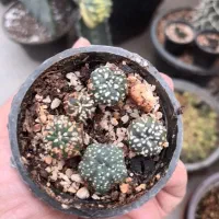 کاکتو س|گل و گیاه طبیعی|شاهینشهر, طالقانی|دیوار