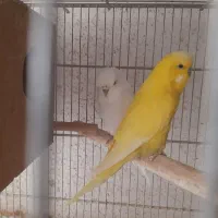 مرغ عشق هلندی گریدB جوجه داده|پرنده|اندیشه, اندیشه فاز ۵|دیوار