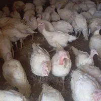 بقلمون گوشتی