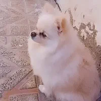 پامر ماده به فروش میرسد