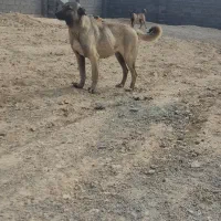 ماده سرابی دوسال