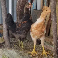 جوجه مرغ واروک