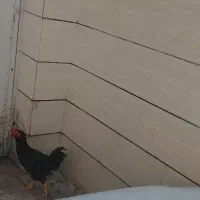خروس سیاه