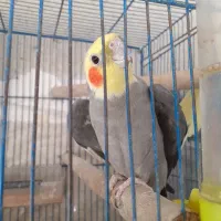 جفت عروس هلندی