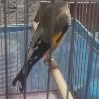 سهره نر دهن باغی ۲ساله