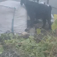 بز جوان|حیوانات مزرعه|الوند, |دیوار