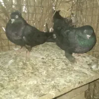 کبوتر
