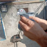 غریب گیری|پرنده|پاکدشت, حصار امیر|دیوار