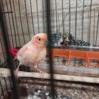 قناری ماده اصل قیمت1900