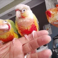 قناری گرینچیک ،طوطی،کوتوله ملنگو شاه طوطی