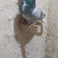 فروشی|حیوانات|کرمان, |دیوار