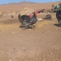 فروش بقلمون