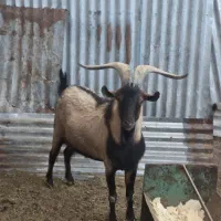 گوسفند نری آلپاین بره قوچ چینی لاکن رومن|حیوانات مزرعه|کرمان, |دیوار