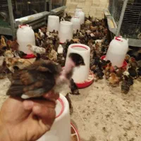 نیمچه‌وجوجه مرغ تخمگذار گلپایگان و مرندی