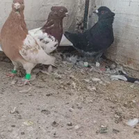 کبوتر رنگی|پرنده|فیروزآباد (فارس), |دیوار