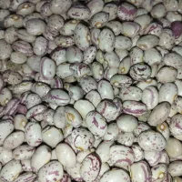 لوبیا چیتی 310000