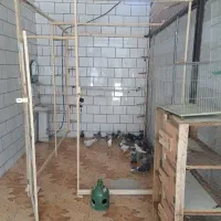 پرنده فروشی فارسان اول خیابان حلال اهمر
