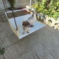 سگ اشپیتز پامر.و باکس سگ|سگ|اصفهان, ملکشهر|دیوار