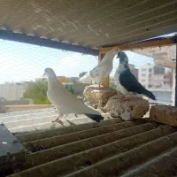 کبوتر پرشی|پرنده|دماوند, گیلاوند|دیوار