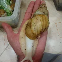 فروش استثنایی حلزون