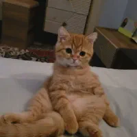 واگذاری گربه بریتیش|گربه|میانه, |دیوار