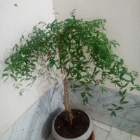 درختچه انار  و گل یوکا