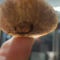 سنگه شجر قاعن تک درخت و ۲عدد فیروزه نیشابوری