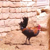 نیمچه خروس سالم و سرحال