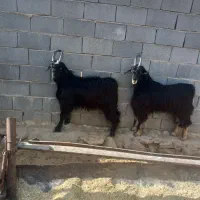 دوراس کهره بذری|حیوانات مزرعه|شیراز, گویم|دیوار