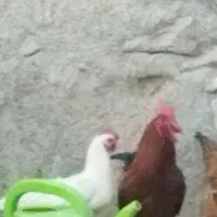 مرغ تخمی وخروس|حیوانات مزرعه|بیرجند, |دیوار