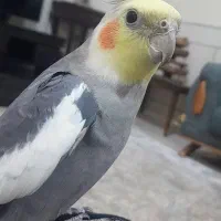 عروس هلندی گم شده