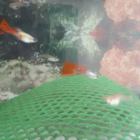 ماهی گوپی و بچه گوپی