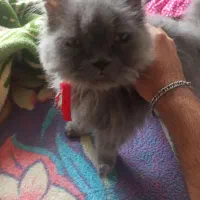 واگذاری گربه