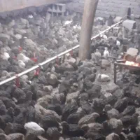 بلدرچین ۴۰روزگی