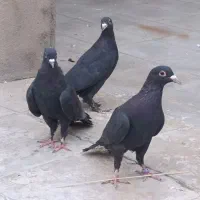 تعدادی کفتر