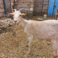 بز سانن جوان|حیوانات مزرعه|نصر آباد, |دیوار