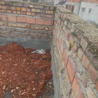 کفتر|پرنده|کلاله, |دیوار