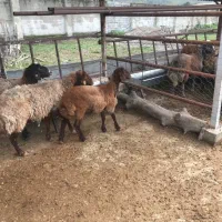 ۲ بره و دوتا میش لاغر|حیوانات مزرعه|گرگان, |دیوار