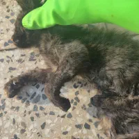 واگذاری گربه