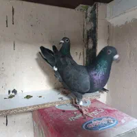 کبوتر|پرنده|مشهد, شفا|دیوار